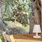 13 Oliviers - Piscine Xxl, Parc Arbore Et Coucher De Soleil * Lumio (Corsica)