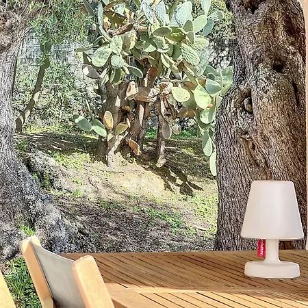 13 Oliviers Couchers De Soleil * Lumio (Corsica)