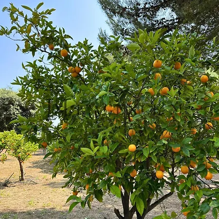 13 Oliviers Couchers De Soleil * Lumio (Corsica)