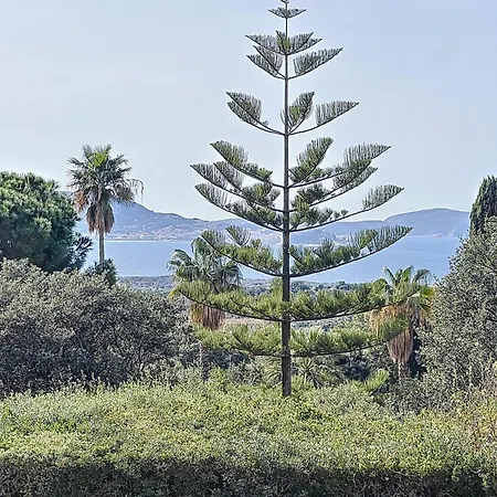 13 Oliviers Couchers De Soleil