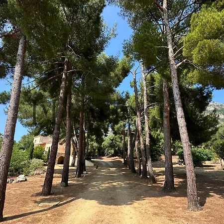 13 Oliviers Couchers De Soleil *