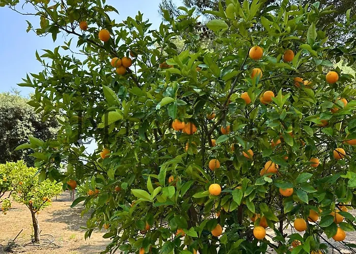 13 Oliviers Couchers De Soleil * Lumio (Corsica)