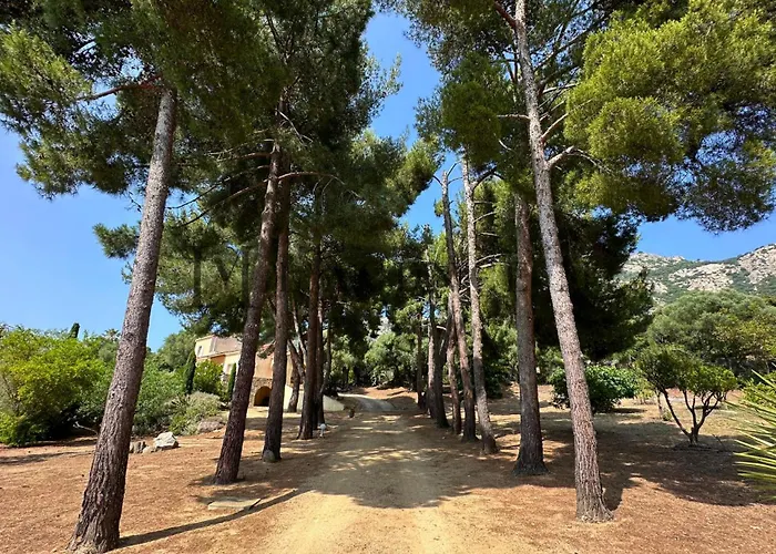 13 Oliviers Couchers De Soleil *